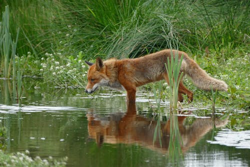 谭和橙狐狸站在草丛中的水中