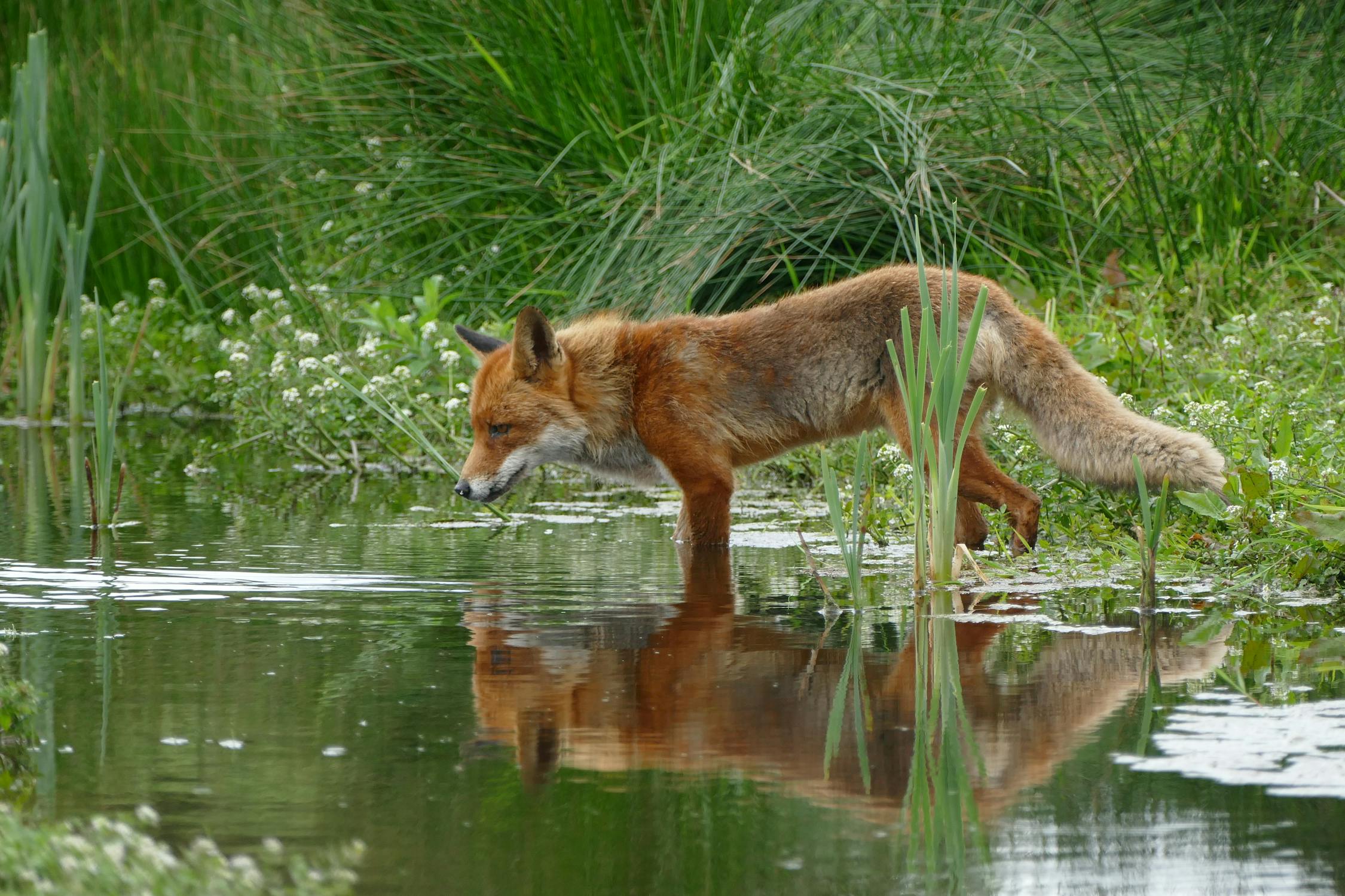 Fox Photo by Pixabay from Pexels: https://www.pexels.com/photo/tan-and-orange-fox-standing-in-water-near-the-grass-158399/
