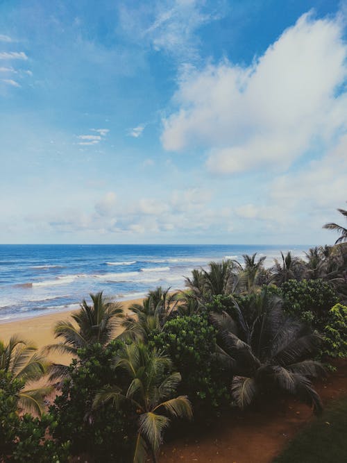 Palms on a Tropical Beach 