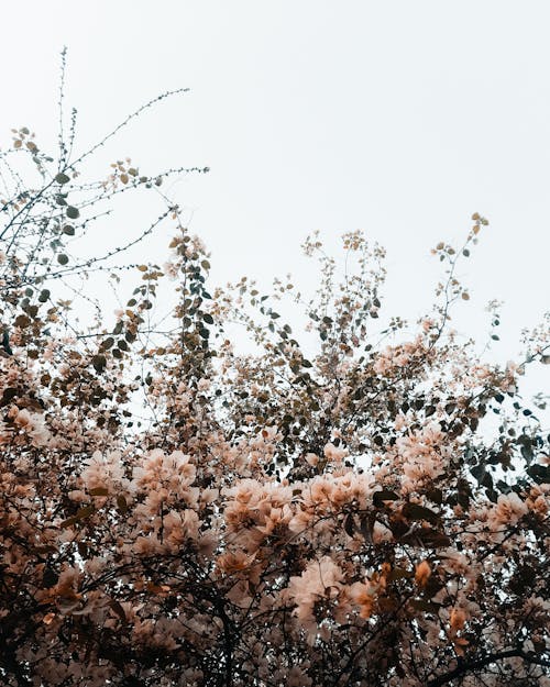 Fotos de stock gratuitas de cielo, flores, jardín