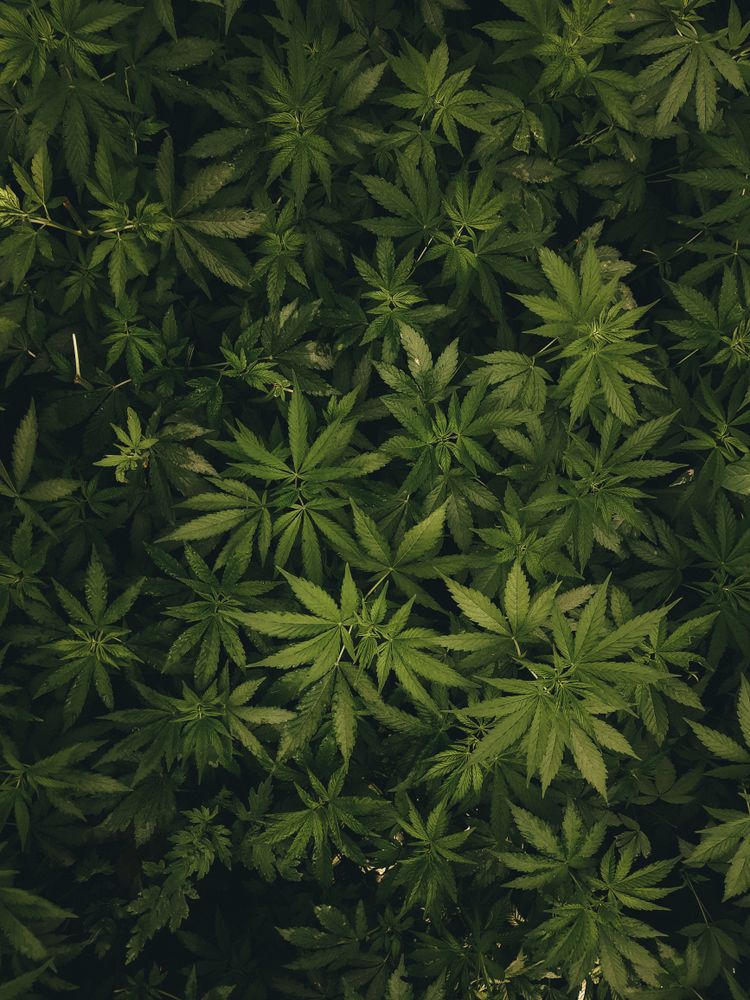 Cannabis Texture Photos, Download The BEST Free Cannabis Texture Stock ...
