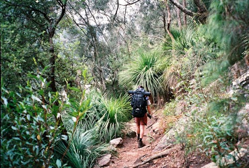 Back View of a Man with a Backpack Hiking in a Jungle 