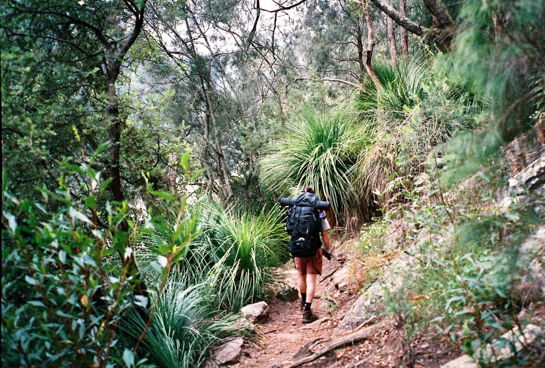 Man hiking through lush trail in Cowan, NSW, Australia, enjoying nature adventure.