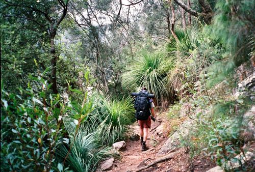 Free Man hiking through lush trail in Cowan, NSW, Australia, enjoying nature adventure. Stock Photo