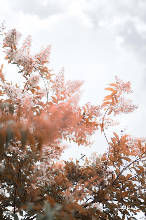 Low Angle Shot of a Tree with Orange Leaves in Autumn 