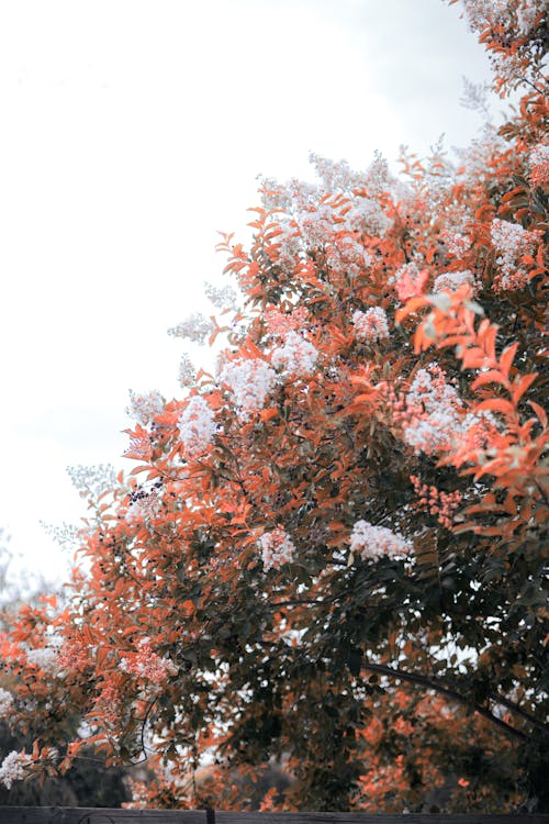 Low Angle Shot of a Tree with Orange Leaves in Autumn 