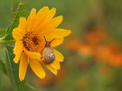 A snail perched on a vibrant yellow sunflower in an Italian garden setting.