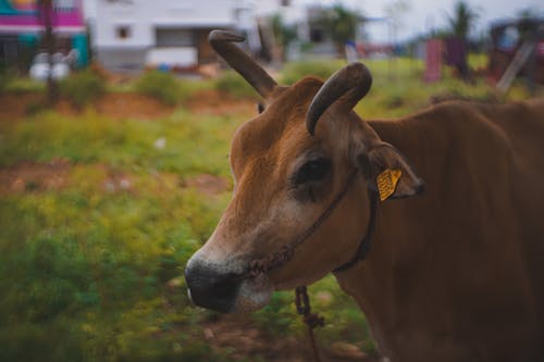 Close-up of a Brown Cow on a Pasture 