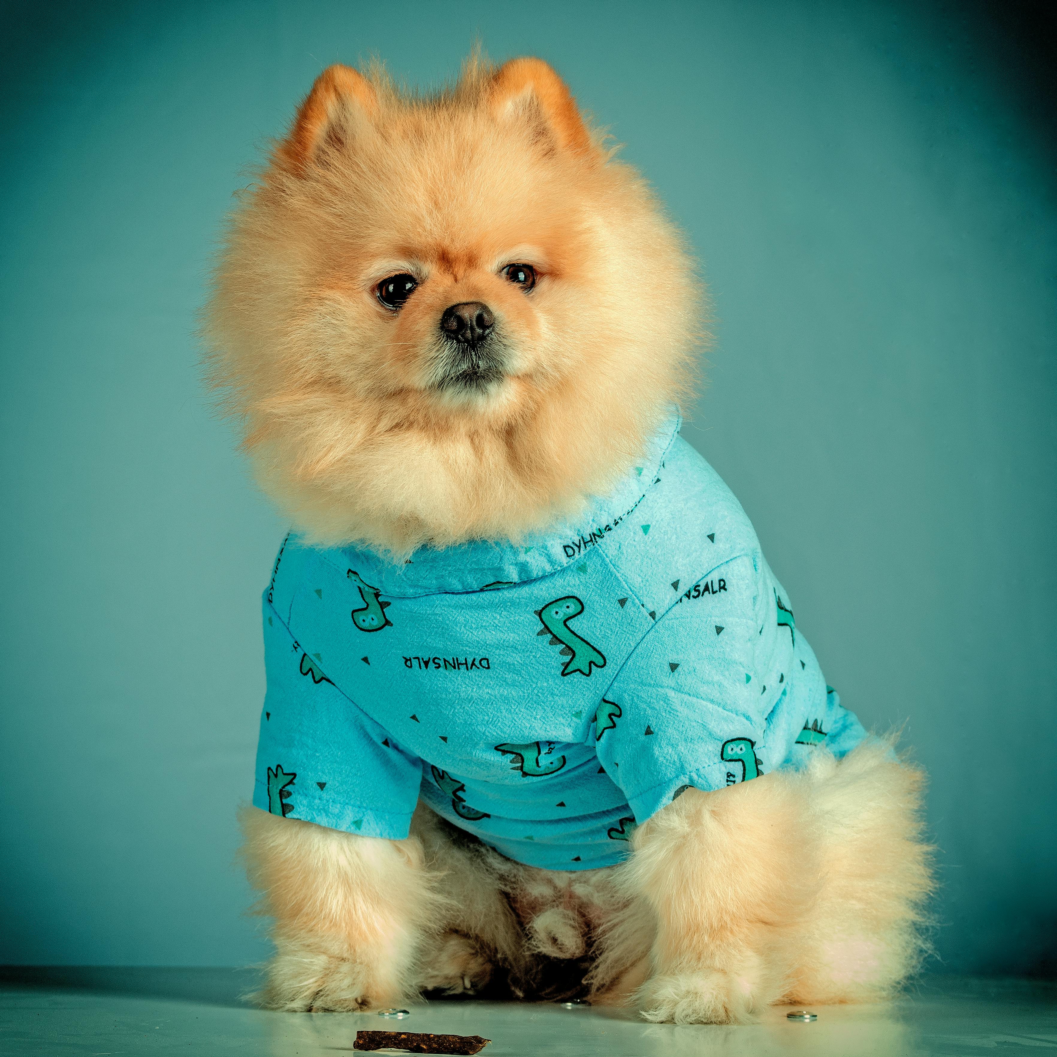 Pomeranian 2024 wearing clothes