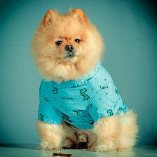 Studio Shot of a Pomeranian Dog in Blue Dog Clothing 