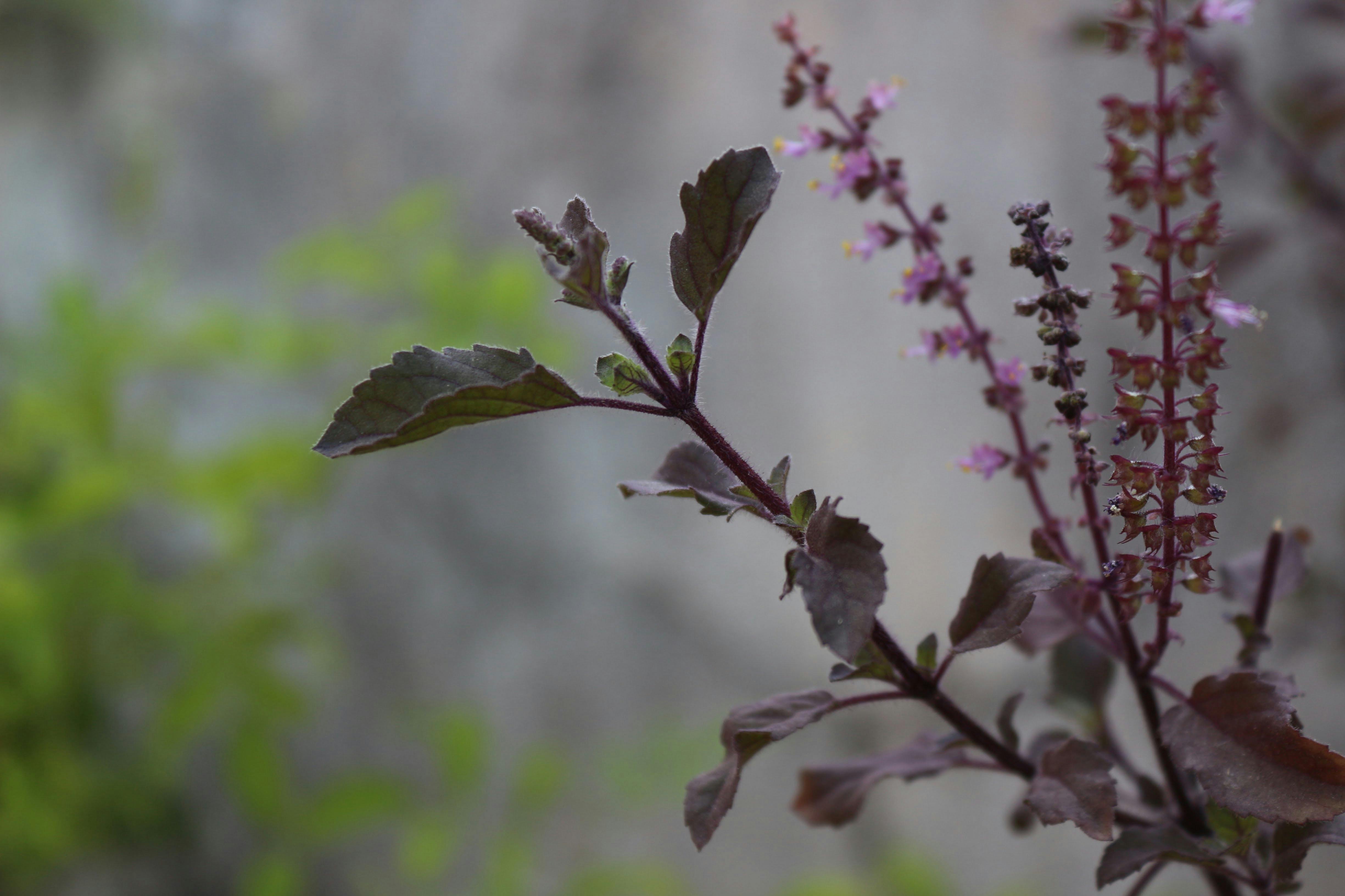 Free stock photo of sacred, Tulsi