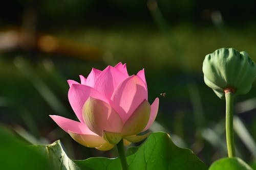 增長, 廠, 粉色蓮花 的 免費圖庫相片