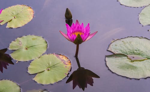 A Pink Water Lily and Leaves Floating on the Water Surface 