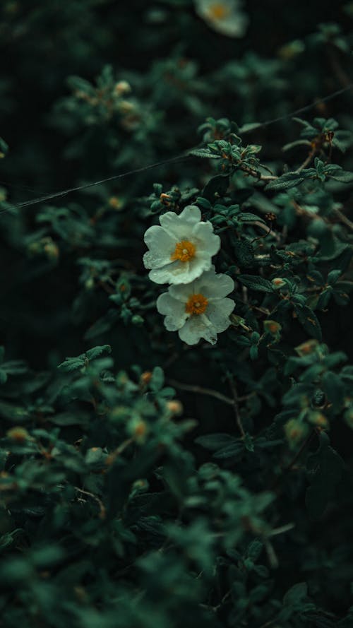 Shrub with Delicate Flowers