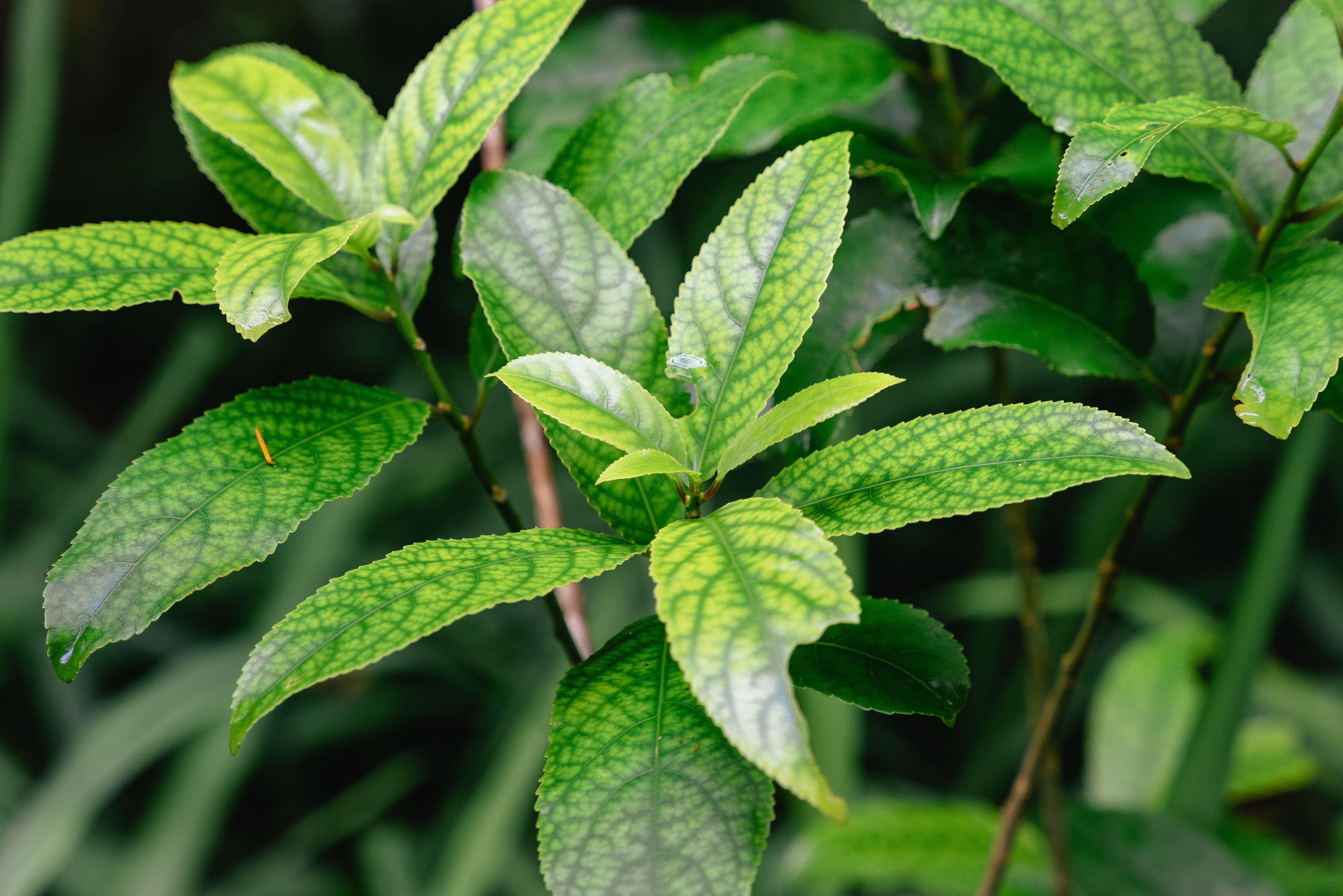 Green Matcha (Camellia Sinensis): Ancient Wisdom in Every Vibrant Sip