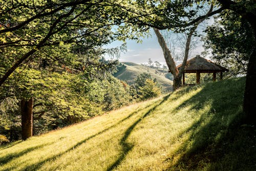 丘, 望楼, 木の無料の写真素材