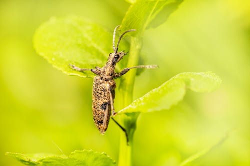 Close-up of a Black-Spotted Longhorn Beetle Sitting on a Bright Plant 