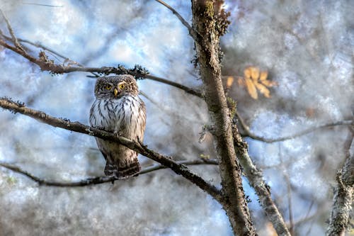 An Eurasian Pygmy Owl Sitting on a Tree Branch