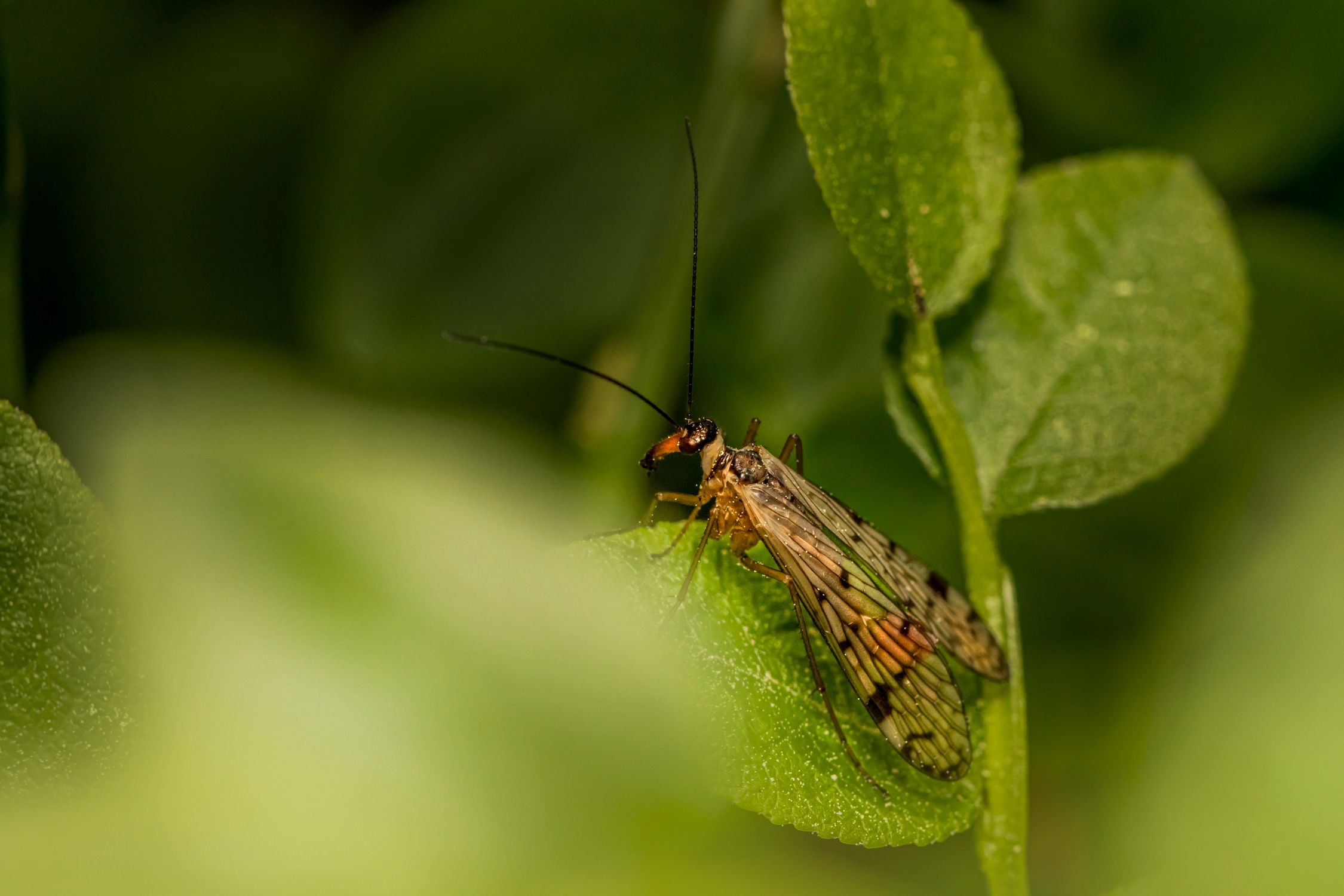 A small insect sitting on top of a leaf · Free Stock Photo
