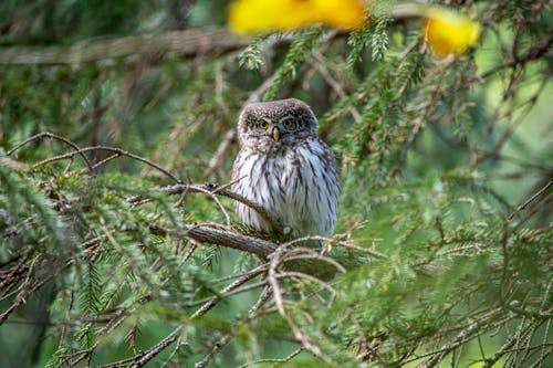 Безкоштовне стокове фото на тему «glaucidium passerinum, Вибірковий фокус, відділення»