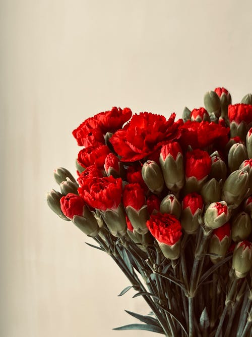 一束花, 垂直拍摄, 康乃馨 的 免费素材图片