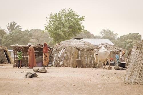 A Tribal Village with People Standing near Their Huts and a Cow Walking Around the Village 