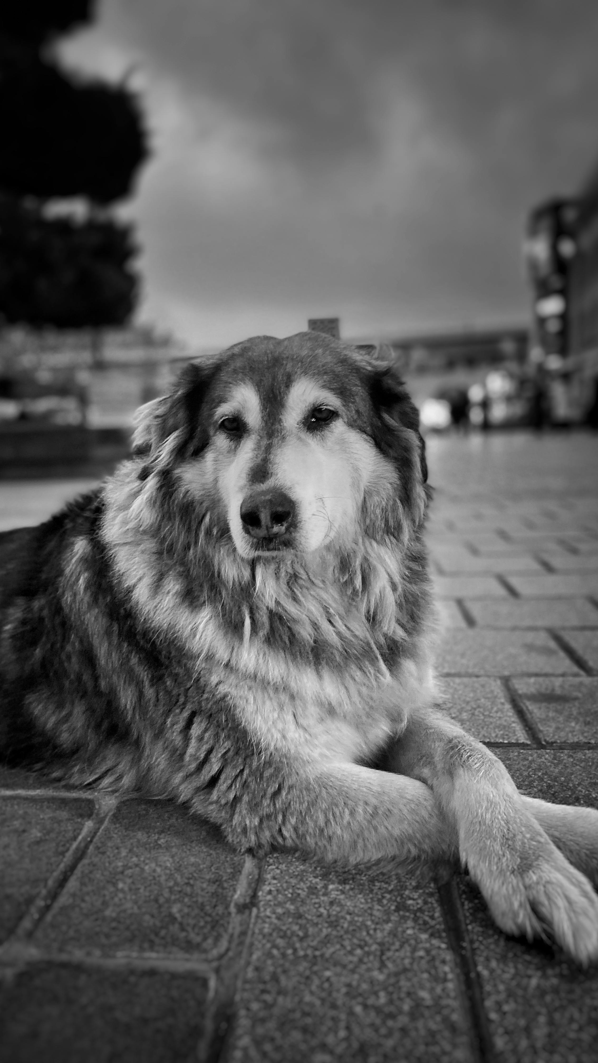 dog-free-stock-photo-public-domain-pictures
