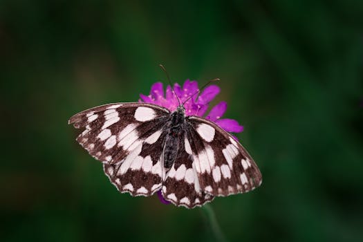 Tilt Shift Photography of Black and White Butterfly