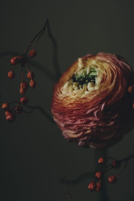 A close-up of a withering ranunculus flower against a dark backdrop, showcasing intricate petal details.