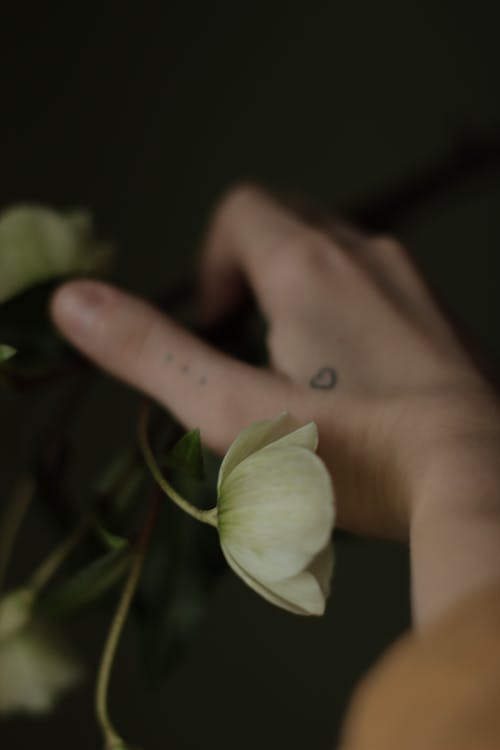 Dark Photo of a White Flower and a Hand with Tattoo
