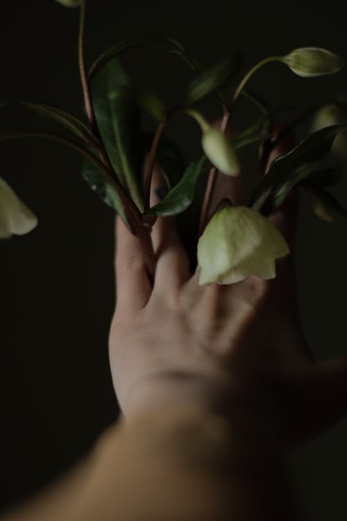 Dark Photo of a Hand with White Flowers