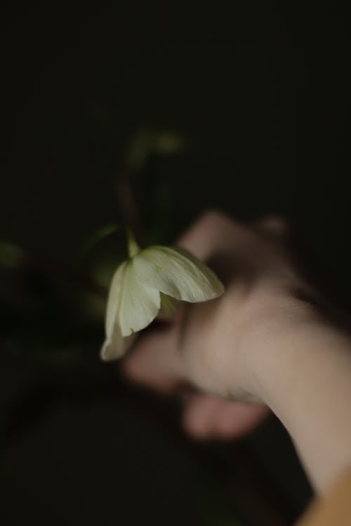 Dark Photo of a Hand Holding a White Flower