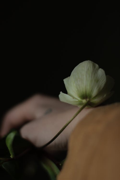 Dark Photo of a White Flower Resting on a Hand