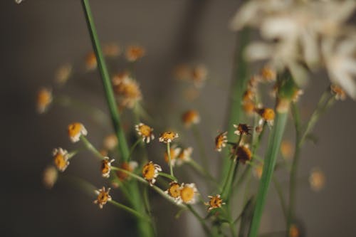 Fotos de stock gratuitas de biología, botánico, de cerca