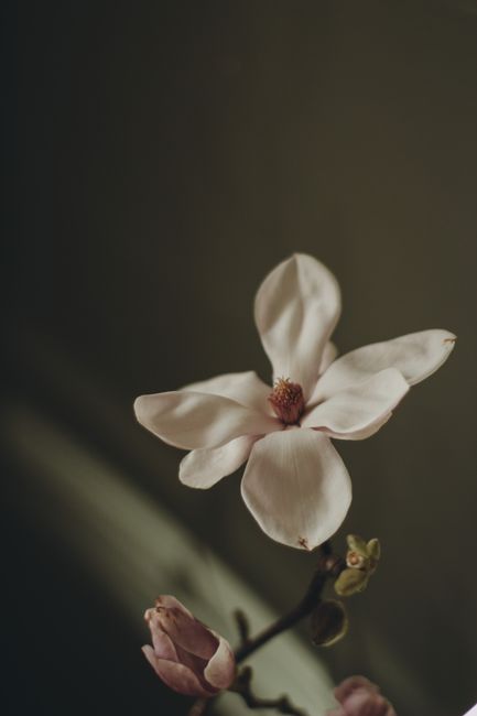 A serene close-up of a blooming magnolia flower with soft lighting and a muted background.