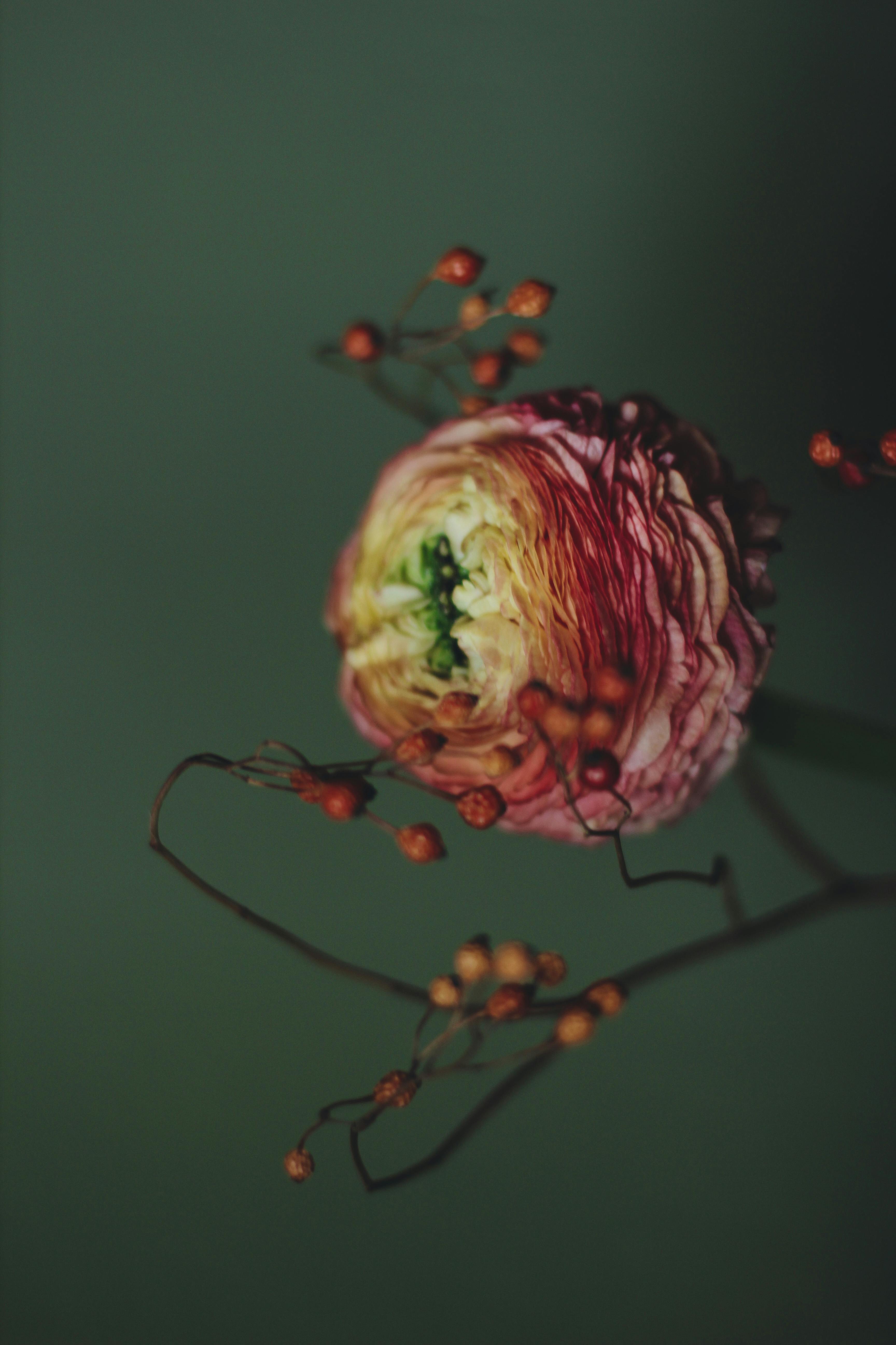 Artistic close-up of a Persian buttercup flower surrounded by delicate buds against a muted green background.