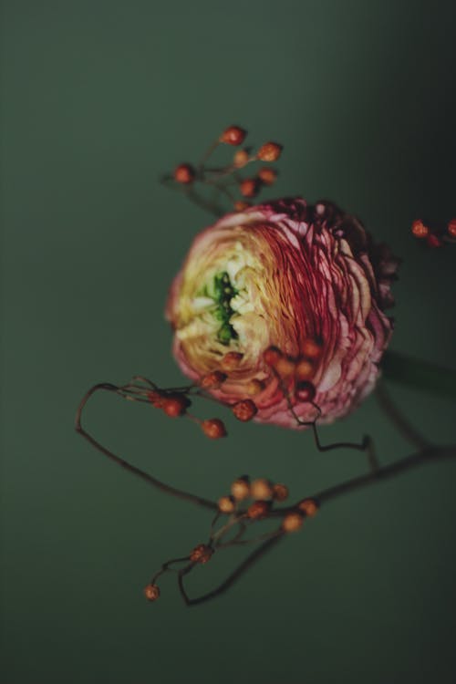Photo of a Persian Buttercup Flower