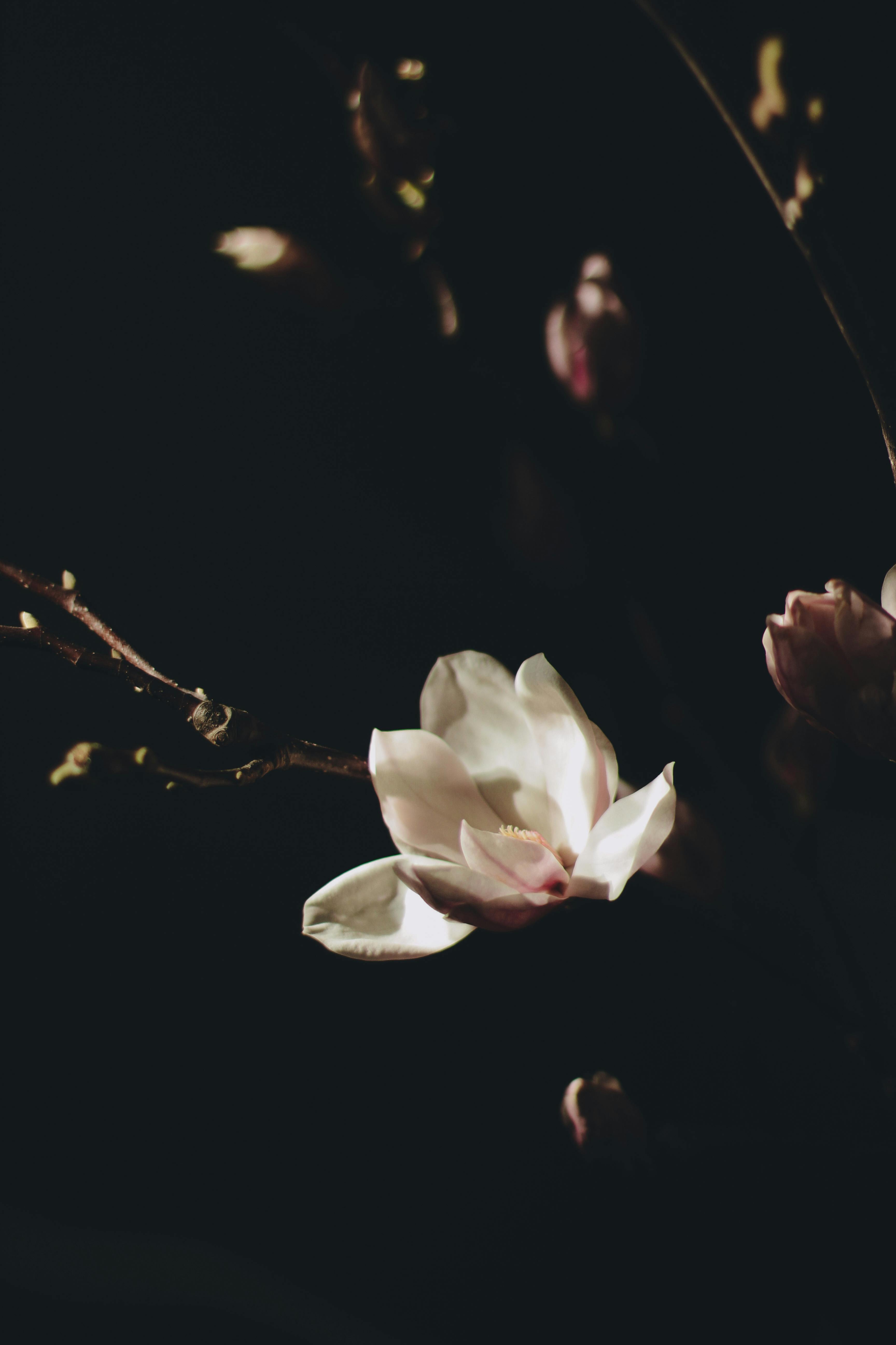 A dramatic shot capturing delicate magnolia blossoms in soft light against a dark backdrop.
