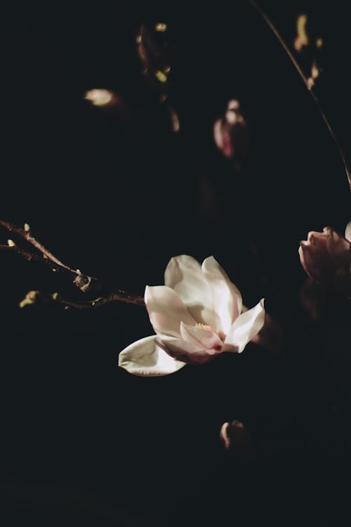 Dark Photo of Magnolia Flowers on a Twig