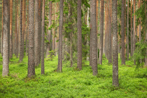 Free A tranquil view of towering pine and spruce trees in a lush green forest, capturing nature's beauty. Stock Photo