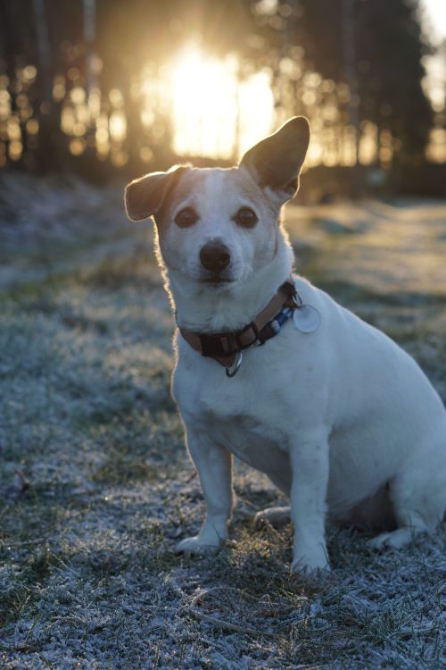 Free Adorable Jack Russell Terrier sitting in frosty park, backlit by sunset. Stock Photo