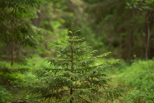 Small Coniferous Tree in a Dense, Green Forest