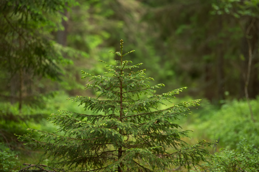 A lush evergreen tree standing tall amidst a dense green forest in summer.