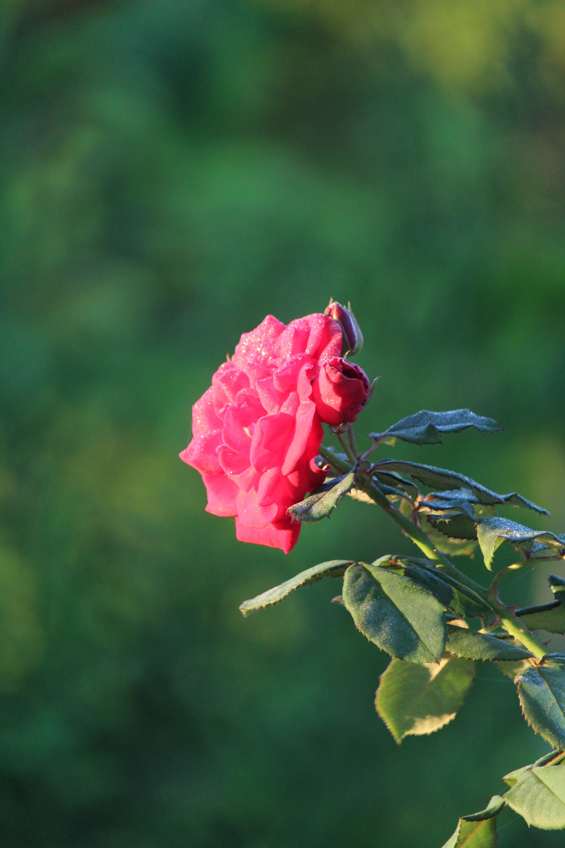 Pink Rose in Bloom · Free Stock Photo
