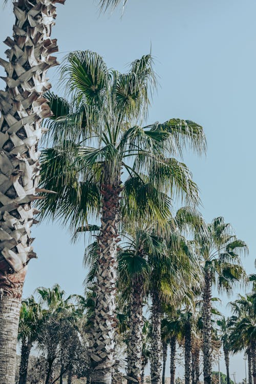 Photo of Palm Trees