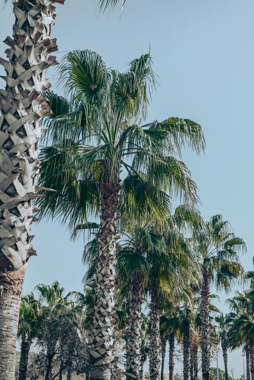 Free A serene scene of palm trees under a clear sky in Side, Antalya, ideal for summer travel images. Stock Photo