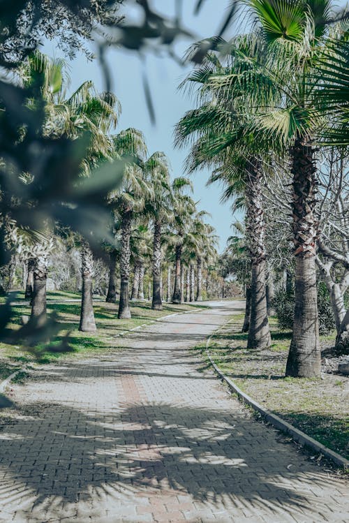 Pavement Among Palm Trees in Park