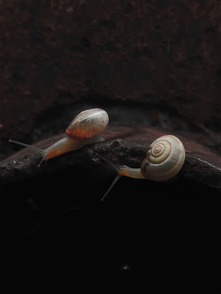 Snails With Shells On Rock