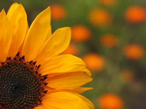 A close up of a sunflower with orange flowers