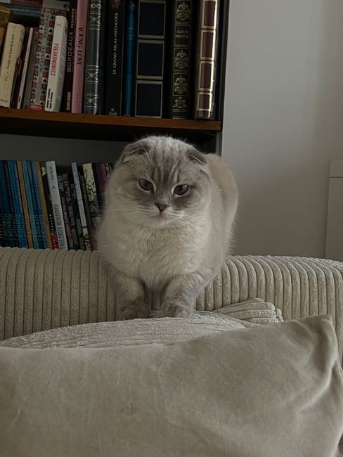 Adorable Scottish Fold cat relaxing on a textured couch indoors, next to a bookshelf.